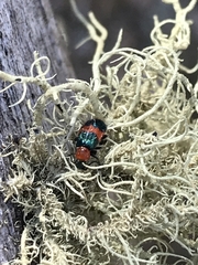 Dicranolaius bellulus