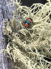 Dicranolaius bellulus