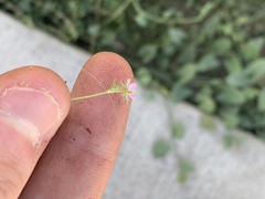Spergularia rubra