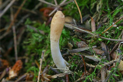 Trichoderma leucopus