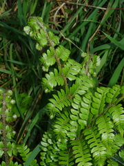 Polystichum vestitum