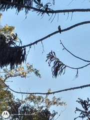 Pitangus sulphuratus