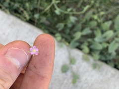 Spergularia rubra
