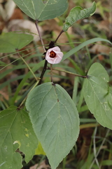 Malvales