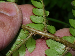 Polystichum vestitum