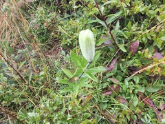 Lilium philadelphicum