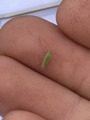 Trigonotylus