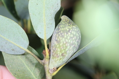 Heteroecus pacificus