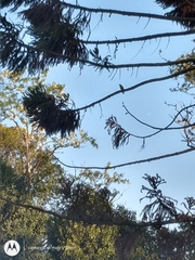 Pitangus sulphuratus