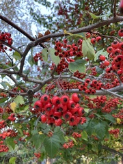 Crataegus phaenopyrum