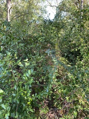 Sideroxylon lycioides