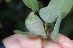 Heteroecus pacificus