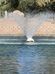 Anas platyrhynchos domesticus