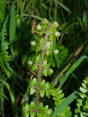 Polystichum vestitum