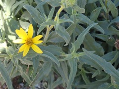 Helianthus gracilentus