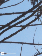 Pitangus sulphuratus