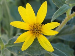 Helianthus gracilentus