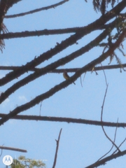 Pitangus sulphuratus