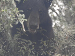 Ursus americanus eremicus