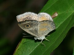 Perophthalma tullius