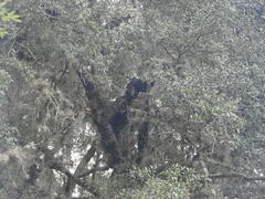 Ursus americanus eremicus