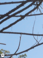 Pitangus sulphuratus