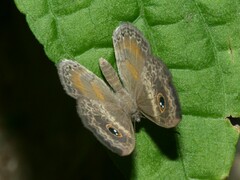 Perophthalma tullius