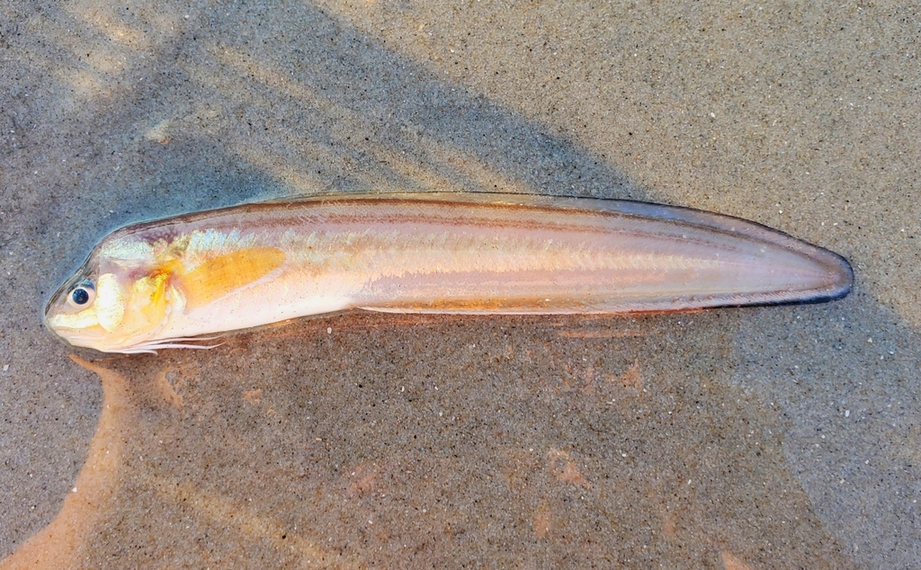 Striped Cusk-eel