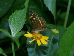 Anthanassa drusilla