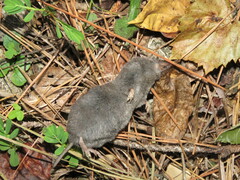 Blarina carolinensis