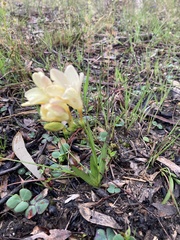 Freesia leichtlinii