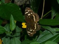 Anthanassa drusilla