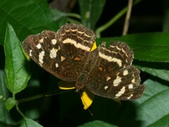 Anthanassa drusilla