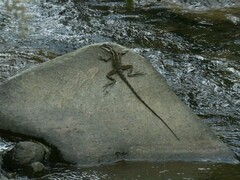 Basiliscus basiliscus