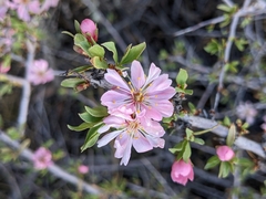 Prunus andersonii