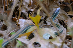 Thamnophis proximus proximus
