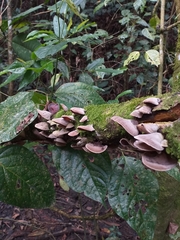 Auriculariaceae