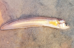Ophidion marginatum
