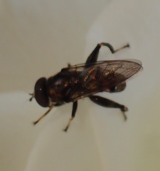 Chalcosyrphus