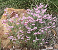 Lasiopetalum glutinosum