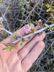 Prunus andersonii