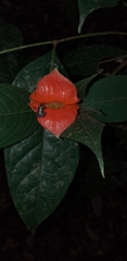 Palicourea tomentosa