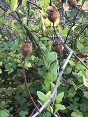Calycanthus occidentalis