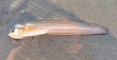 Ophidion marginatum