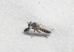 Laphystia texensis