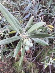 Olea europaea