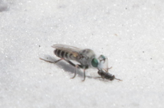 Laphystia texensis