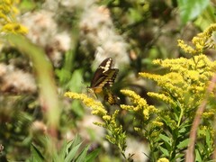 Heraclides cresphontes