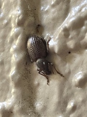Otiorhynchus cribricollis