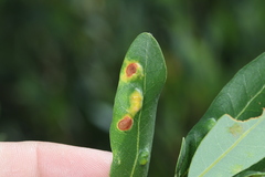 Aceria mackiei